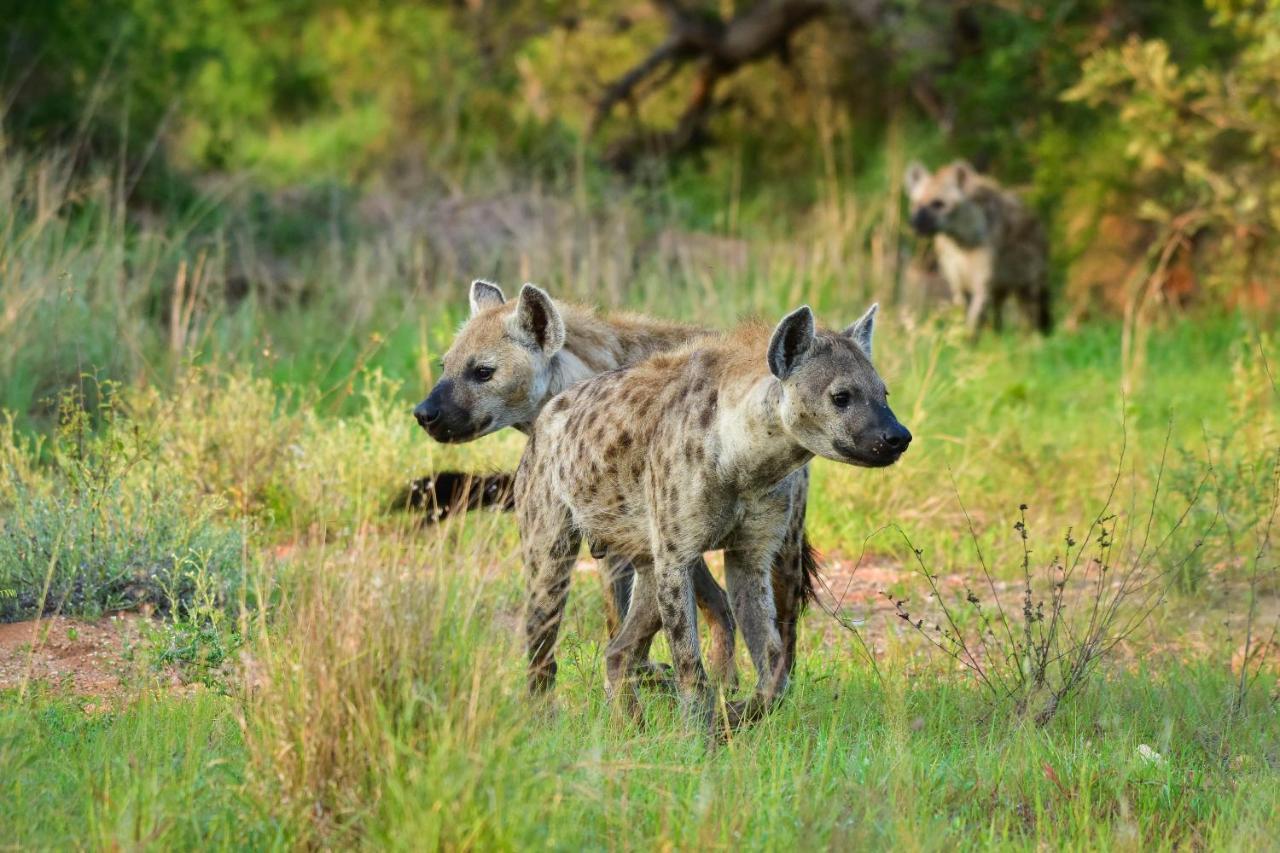Mohlabetsi Safari Lodge *