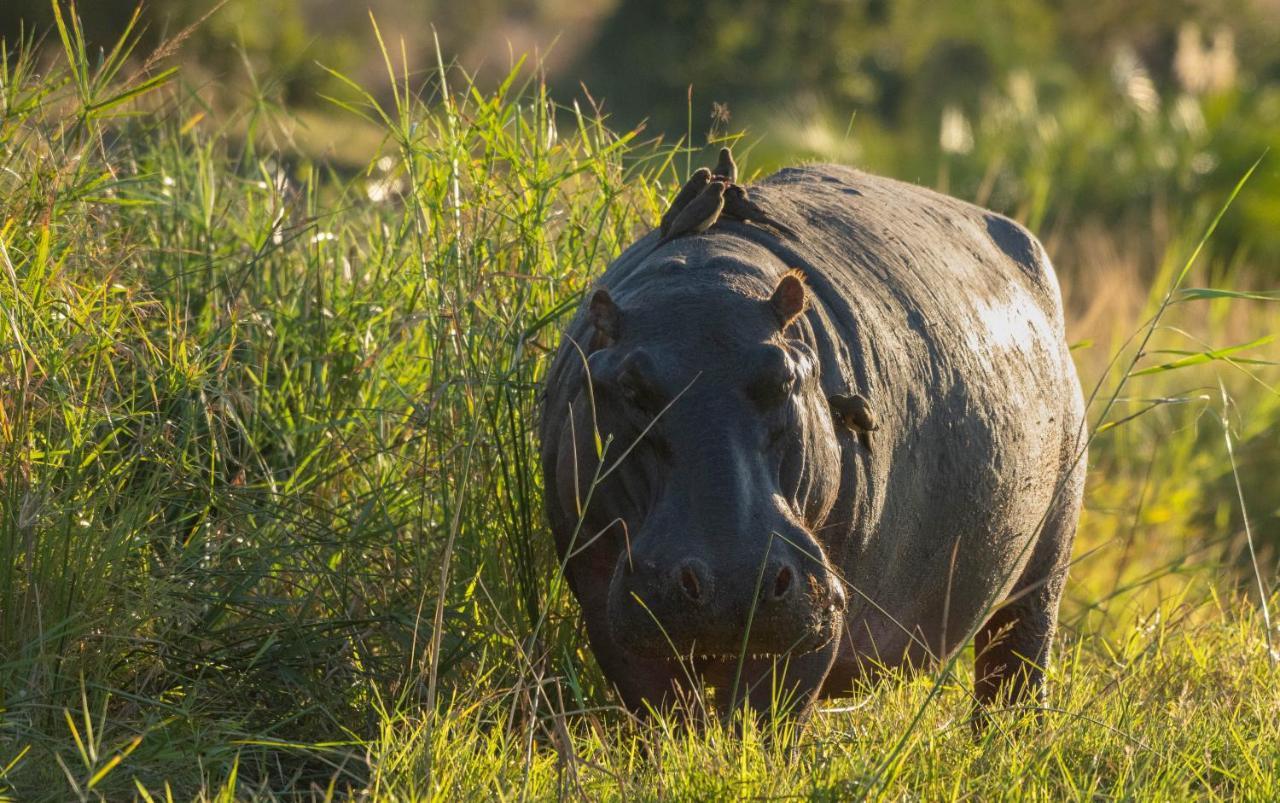 Mohlabetsi Safari Lodge Hoedspruit