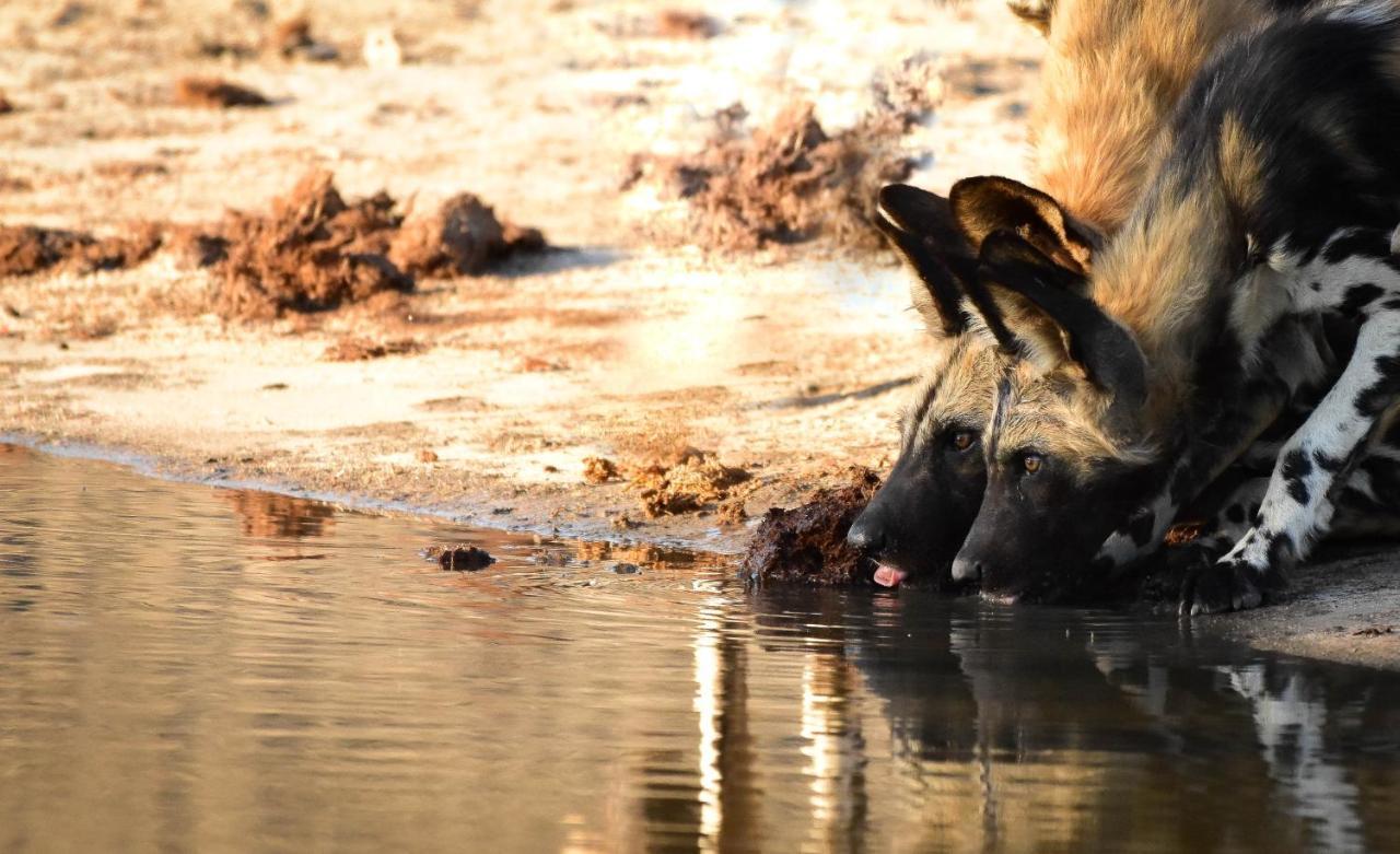 Mohlabetsi Safari * Hoedspruit