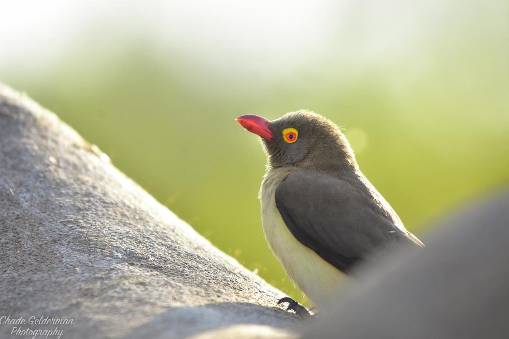 Mohlabetsi Safari *