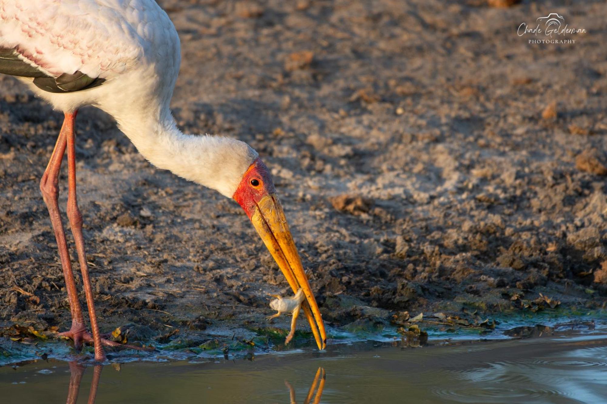 Mohlabetsi Safari Hoedspruit