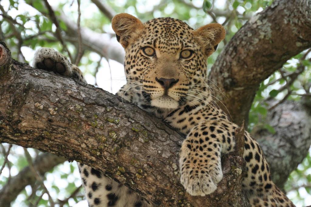 Lodge Mohlabetsi Safari