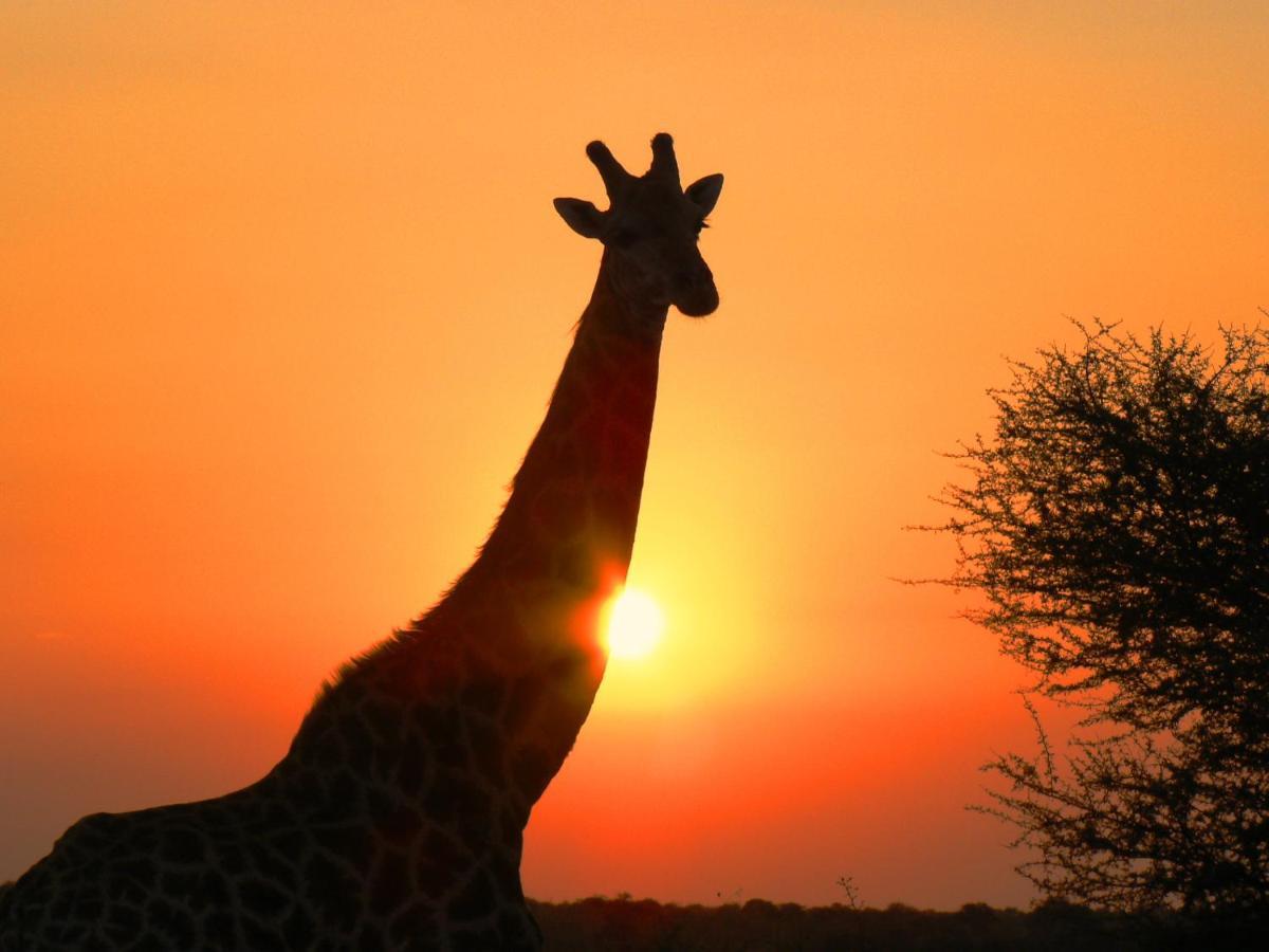 Lodge Mohlabetsi Safari *