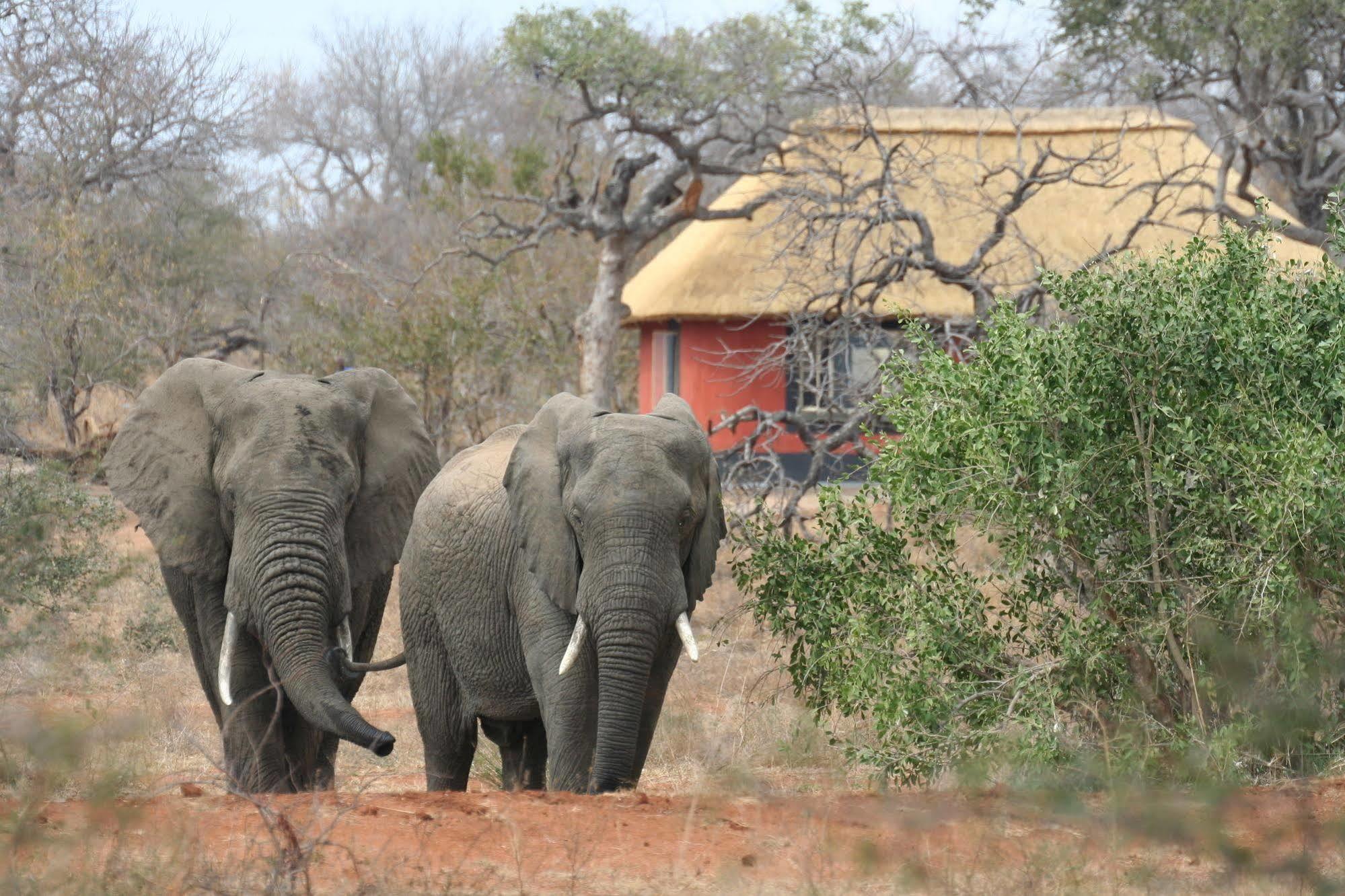 Mohlabetsi Safari *